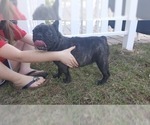 Small Photo #1 French Bulldog Puppy For Sale in FARMINGTON, MO, USA