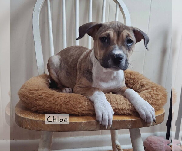 Medium Photo #5 Labrador Retriever-Unknown Mix Puppy For Sale in Royal Palm Beach, FL, USA