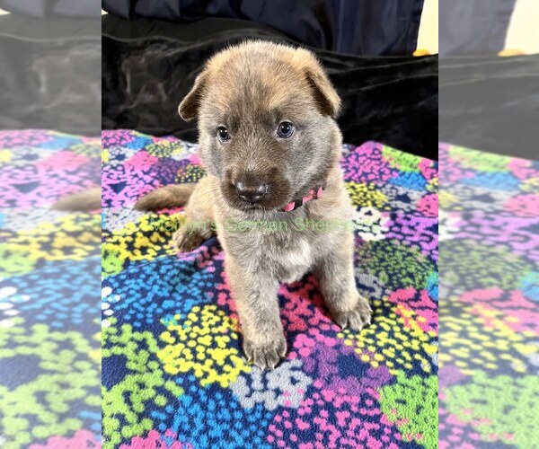 Medium Photo #10 German Shepherd Dog Puppy For Sale in PIEDMONT, MO, USA