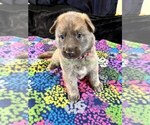 Holiday Garland - Female German Shepherd Dog Puppy for Sale - Photo #10