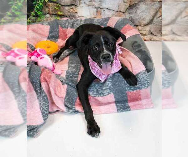 Medium Photo #4 Labrador Retriever-Unknown Mix Puppy For Sale in Kennesaw, GA, USA