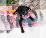 Small #3 Labrador Retriever Mix