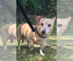 Chiweenie Dogs for adoption in Cranston, RI, USA