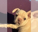 Small #1 Faux Frenchbo Bulldog-French Bulldog Mix