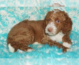 Miniature Labradoodle Puppy for sale in LA HABRA, CA, USA