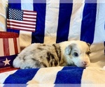 Puppy Tucker Australian Shepherd