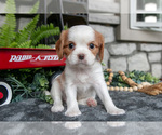 Puppy Kylie Cavalier King Charles Spaniel