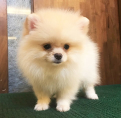 Pomeranian Puppy for sale in SAN FRANCISCO, CA, USA