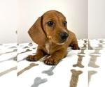 Small #3 Dachshund