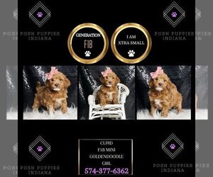 Goldendoodle (Miniature) Puppy for sale in WARSAW, IN, USA