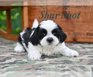 Shih Tzu Puppy for sale in MILLERSBURG, OH, USA