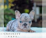 Davis - Male French Bulldog Puppy for Sale - Photo #3