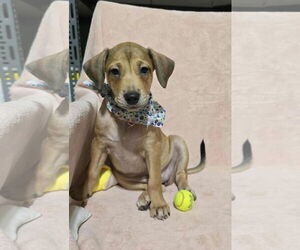 Dachshund-Unknown Mix Dogs for adoption in NYC, NY, USA