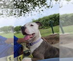 Small #1 Staffordshire Bull Terrier