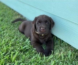 Labrador Retriever Puppy for Sale in FORT PIERCE, Florida USA