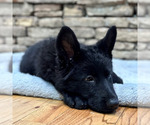 Small Photo #5 German Shepherd Dog Puppy For Sale in LENOIR, NC, USA