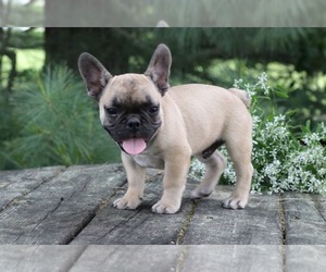 French Bulldog Puppy for Sale in NAPPANEE, Indiana USA