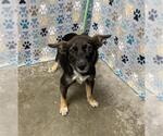 Small #1 German Shepherd Dog Mix