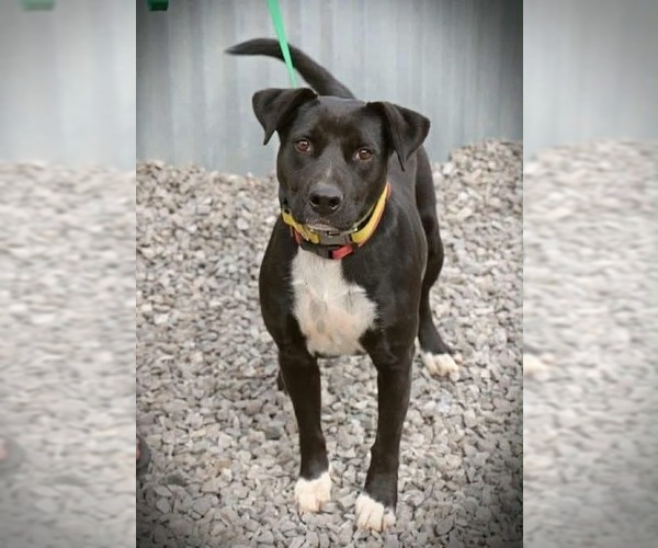 Medium Photo #9 Boxador Puppy For Sale in garner, NC, USA