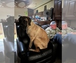 Small Photo #5 Mastiff Puppy For Sale in EAST SPARTA, OH, USA