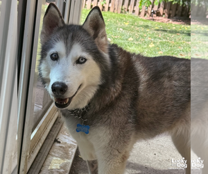 Sapphire - Female Siberian Husky-Unknown Mix Dog for Adoption - Photo #4