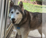 Small #5 Siberian Husky Mix