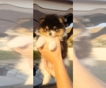 Puppy Elvis Pomeranian