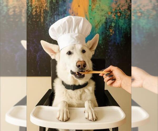 Medium Photo #1 German Shepherd Dog-Unknown Mix Puppy For Sale in Las Vegas, NV, USA