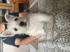 Puppy 0 West Highland White Terrier