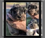 Small Photo #9 Bernedoodle Puppy For Sale in OVERLAND PARK, KS, USA