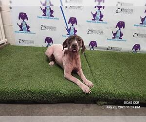 Treeing Walker Coonhound-Unknown Mix Dogs for adoption in Orlando, FL, USA