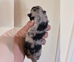 Small #1 Chihuahua