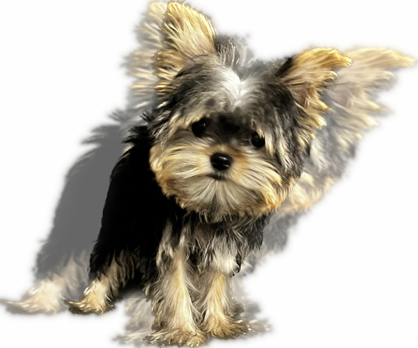 Medium Photo #26 Yorkshire Terrier Puppy For Sale in HAYWARD, CA, USA