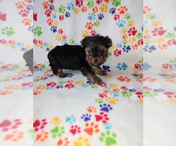 Medium Photo #4 Yorkshire Terrier Puppy For Sale in LAPEER, MI, USA