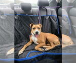 Small #5 American Pit Bull Terrier Mix
