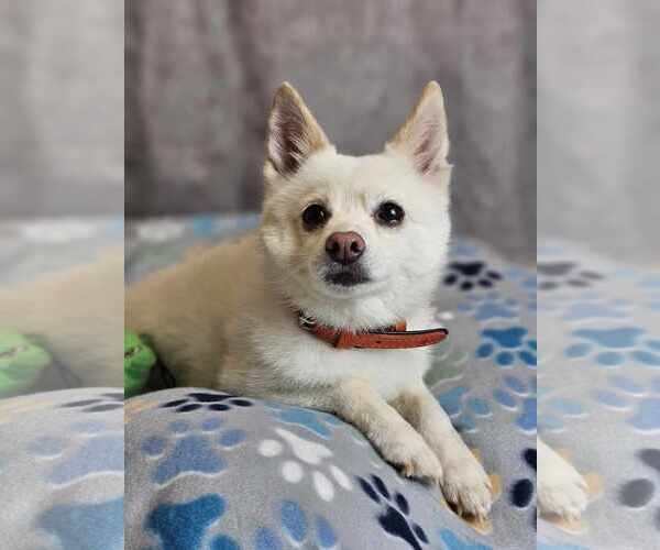 Medium Photo #4 Pomsky Puppy For Sale in McKinney, TX, USA