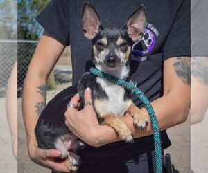 Simba - Male Chiweenie Dog for Adoption - Photo #4
