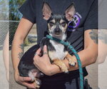 Small Photo #4 Chiweenie Puppy For Sale in Huntley, IL, USA