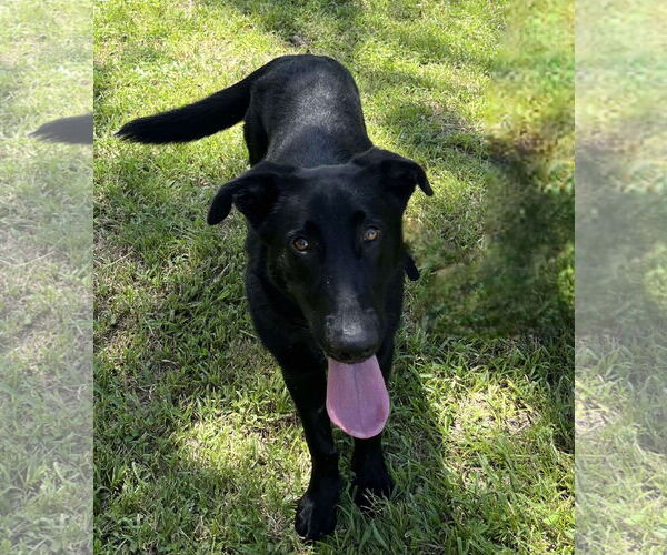 Medium Photo #6 Labrador Retriever-Unknown Mix Puppy For Sale in Tampa, FL, USA