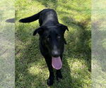 Small #5 Labrador Retriever Mix