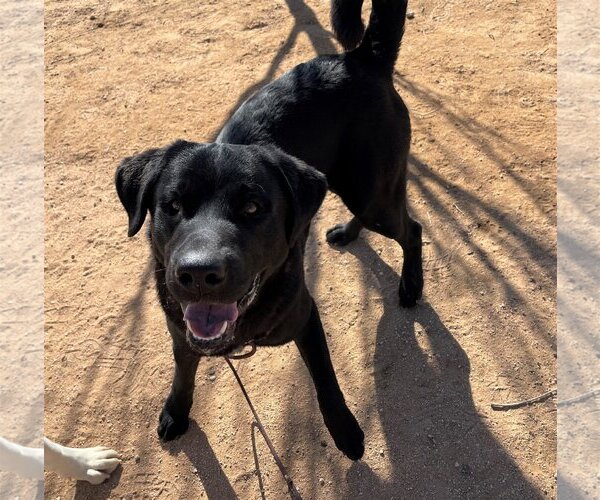 Medium Photo #5 Chesador Puppy For Sale in Apple Valley, CA, USA