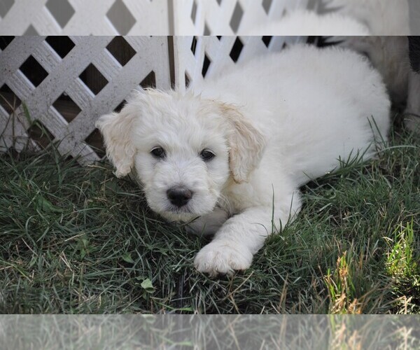 Medium Photo #1 Pyredoodle Puppy For Sale in AVILLA, IN, USA