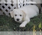 Small Photo #1 Pyredoodle Puppy For Sale in AVILLA, IN, USA