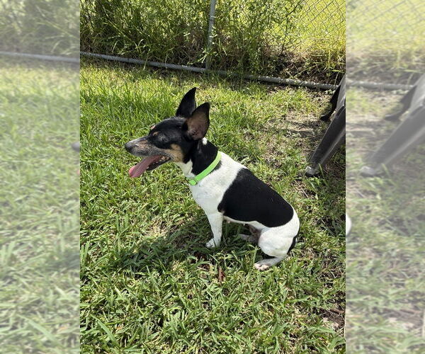 Medium Photo #9 Rat Terrier Puppy For Sale in San Leon, TX, USA
