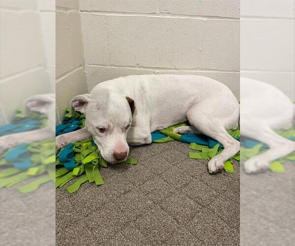Medium Photo #1 American Pit Bull Terrier-Unknown Mix Puppy For Sale in Rosenberg, TX, USA