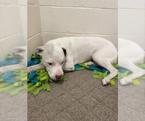 American Pit Bull Terrier-Unknown Mix Dogs for adoption in Rosenberg, TX, USA