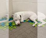 Small American Pit Bull Terrier Mix