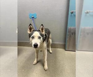 Siberian Husky-Unknown Mix Dogs for adoption in Las Vegas, NV, USA