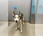 Small Siberian Husky Mix