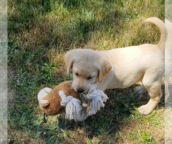 Medium Photo #11 Labrador Retriever Puppy For Sale in OLYMPIA, WA, USA